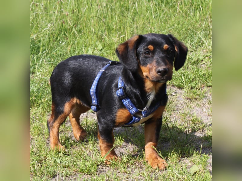 Amy - kleines kuschliges Körbchen gesucht