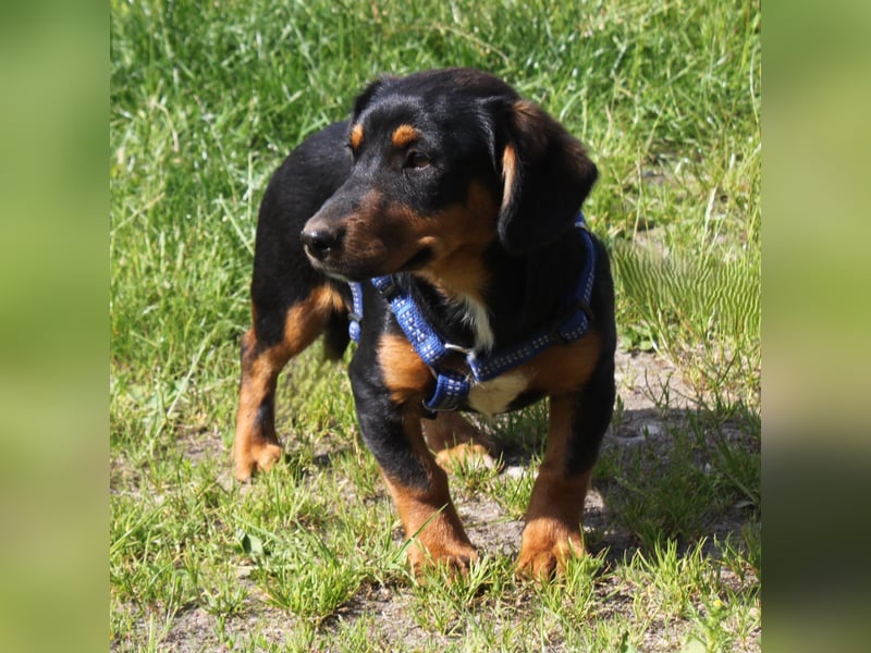 Amy - kleines kuschliges Körbchen gesucht