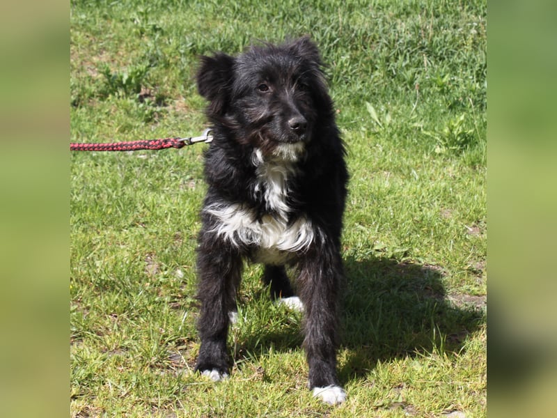 Blacky - Wuschel auf Familiensuche