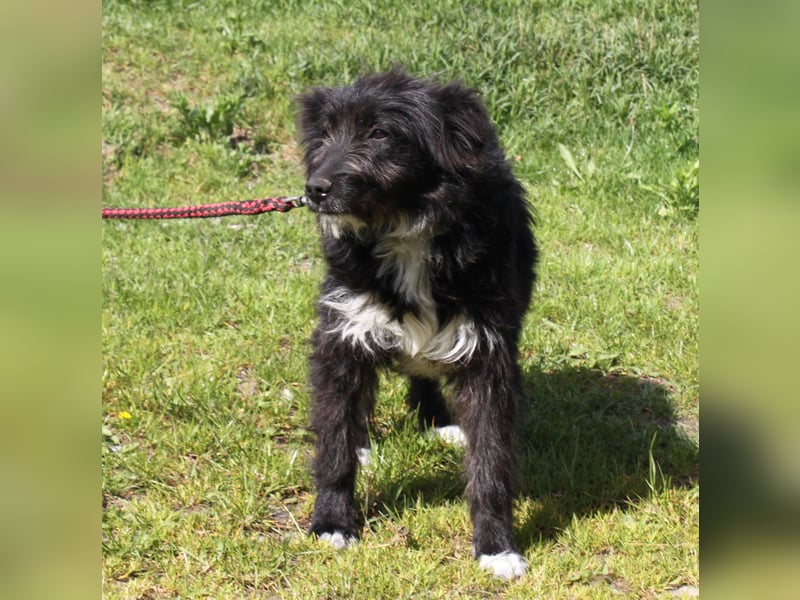 Blacky - Wuschel auf Familiensuche