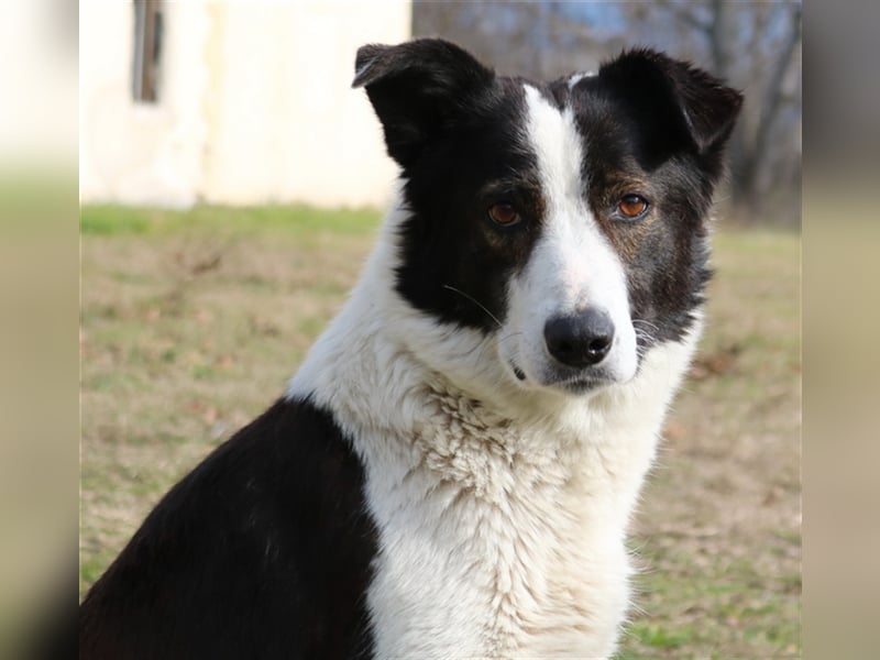 Agadja, geb. ca. 06/2018, lebt in GRIECHENLAND, im städt. Tierheim Serres