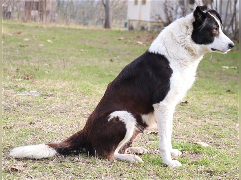 Agadja, geb. ca. 06/2018, lebt in GRIECHENLAND, im städt. Tierheim Serres