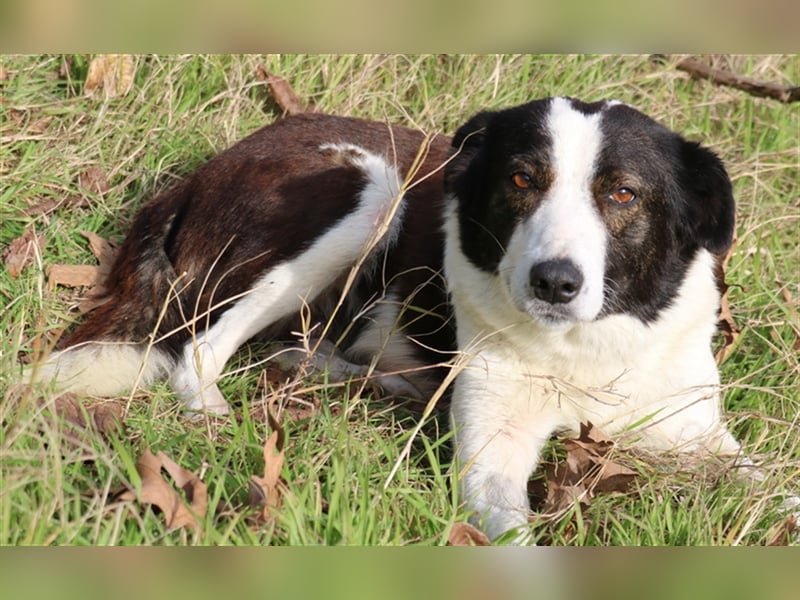 Agadja, geb. ca. 06/2018, lebt in GRIECHENLAND, im städt. Tierheim Serres