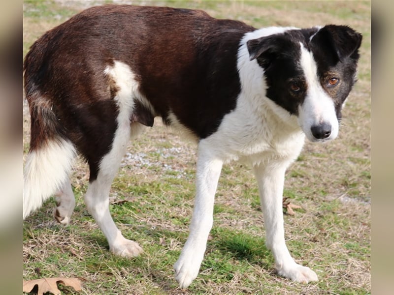 Agadja, geb. ca. 06/2018, lebt in GRIECHENLAND, im städt. Tierheim Serres