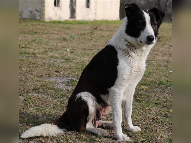 Agadja, geb. ca. 06/2018, lebt in GRIECHENLAND, im städt. Tierheim Serres