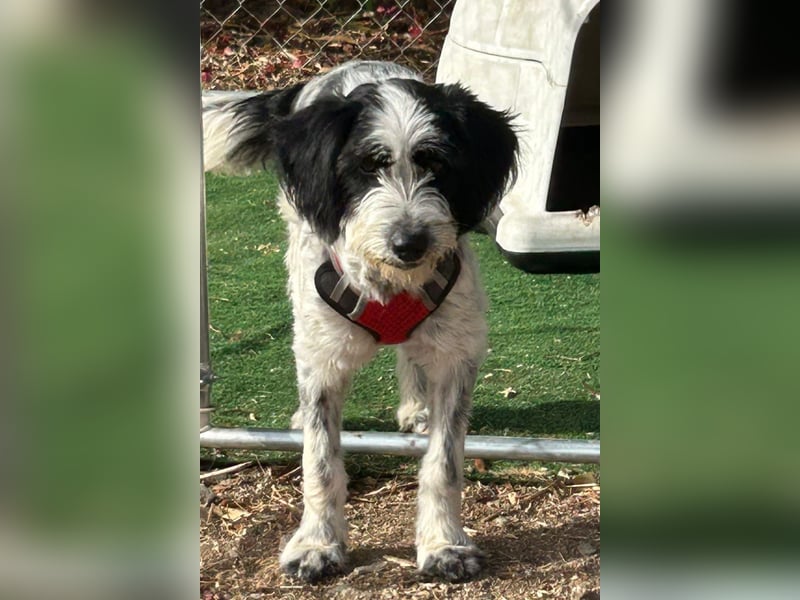 LOLA - bereit für ihr großes Glück