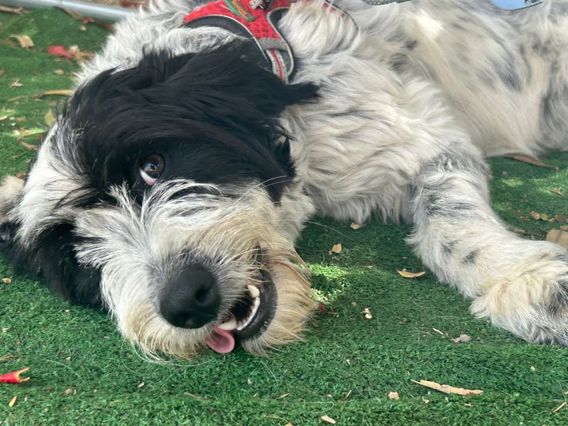 LOLA - bereit für ihr großes Glück