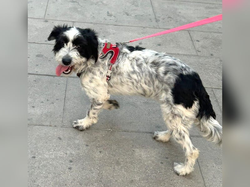 LOLA - bereit für ihr großes Glück