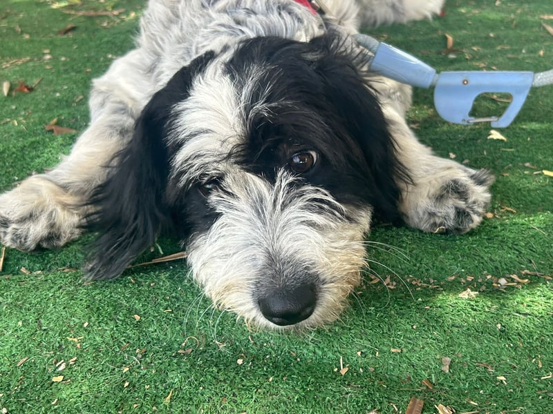 LOLA - bereit für ihr großes Glück