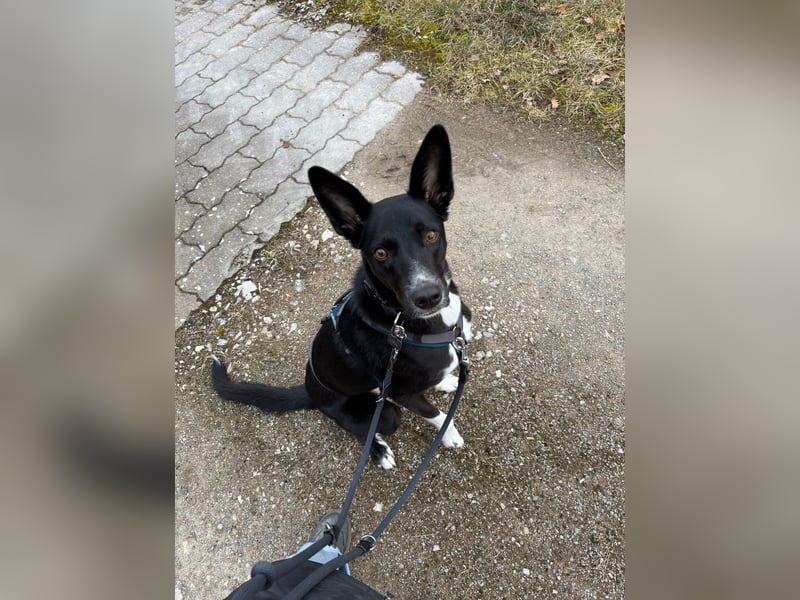 Lauffreudige Noa sucht ihr Plätzchen