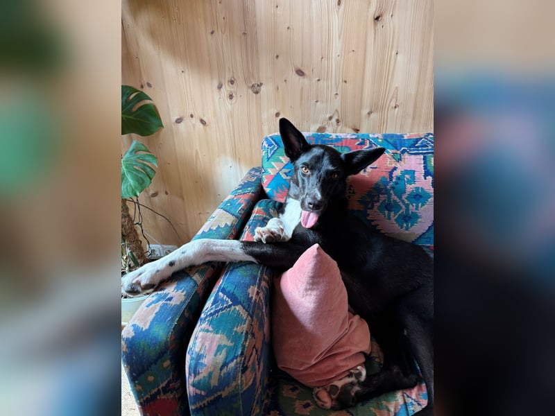 Lauffreudige Noa sucht ihr Plätzchen