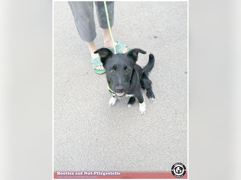 BOOTIES, bildhübsches Hundemädl. Der ideale Familienhund