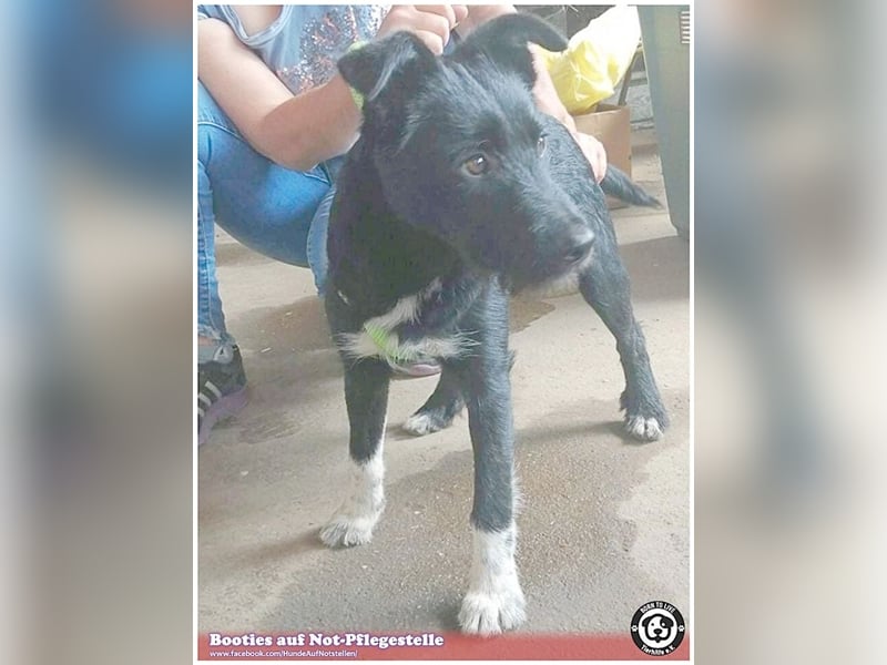 BOOTIES, bildhübsches Hundemädl. Der ideale Familienhund