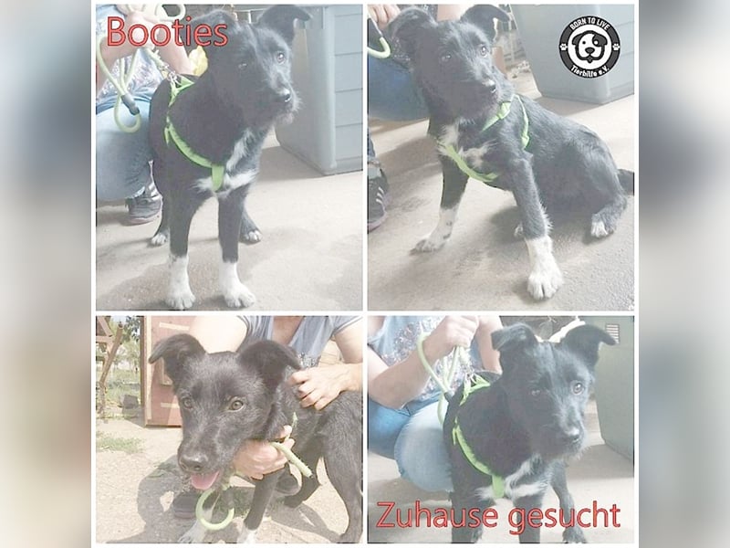 BOOTIES, bildhübsches Hundemädl. Der ideale Familienhund