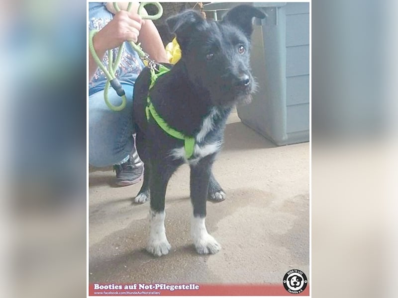 BOOTIES, bildhübsches Hundemädl. Der ideale Familienhund