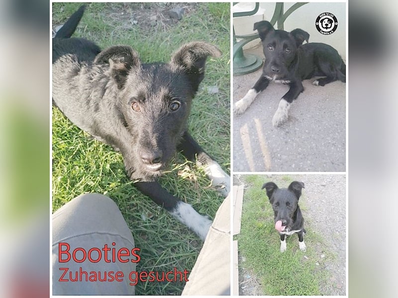 BOOTIES, bildhübsches Hundemädl. Der ideale Familienhund