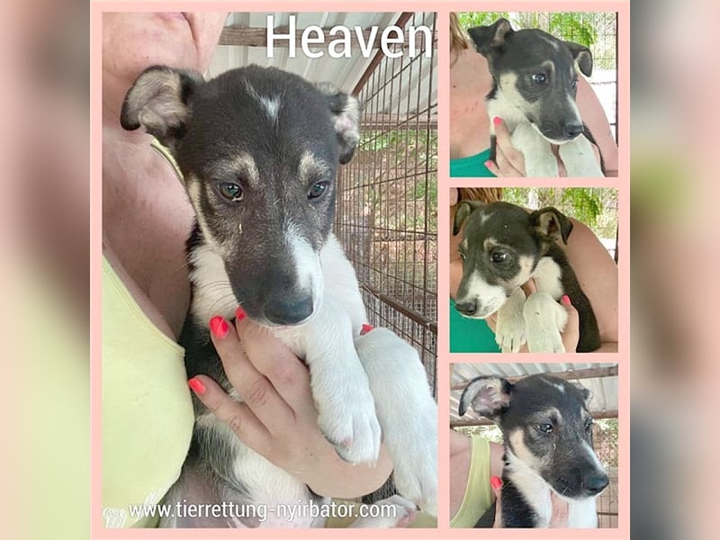 HEAVEN, megaüsse Maus. Der ideale Familienhund