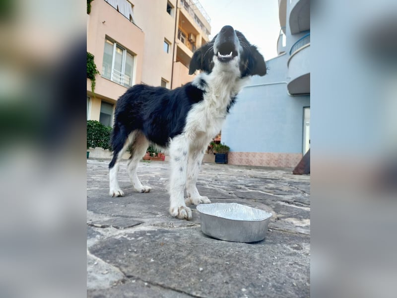 Süße Domie aus Bulgarien