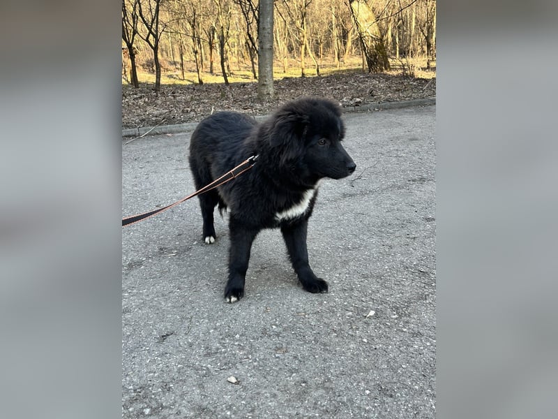 Sanfte ERIKA sucht ein liebevolles Zuhause