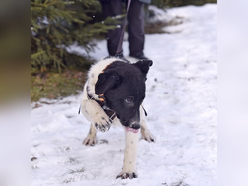 Niedliche ZOYA sucht ein liebevolles Zuhause