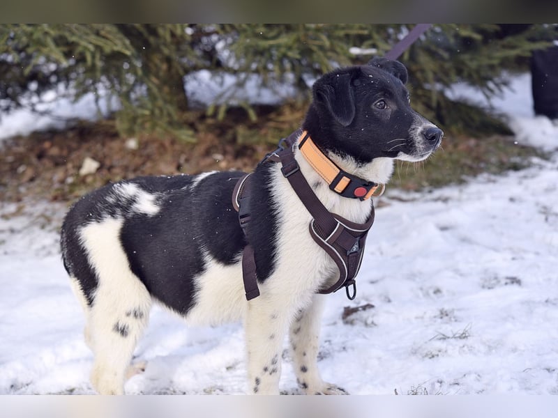 Niedliche ZOYA sucht ein liebevolles Zuhause