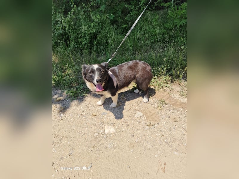 Liska sucht ein Körbchen