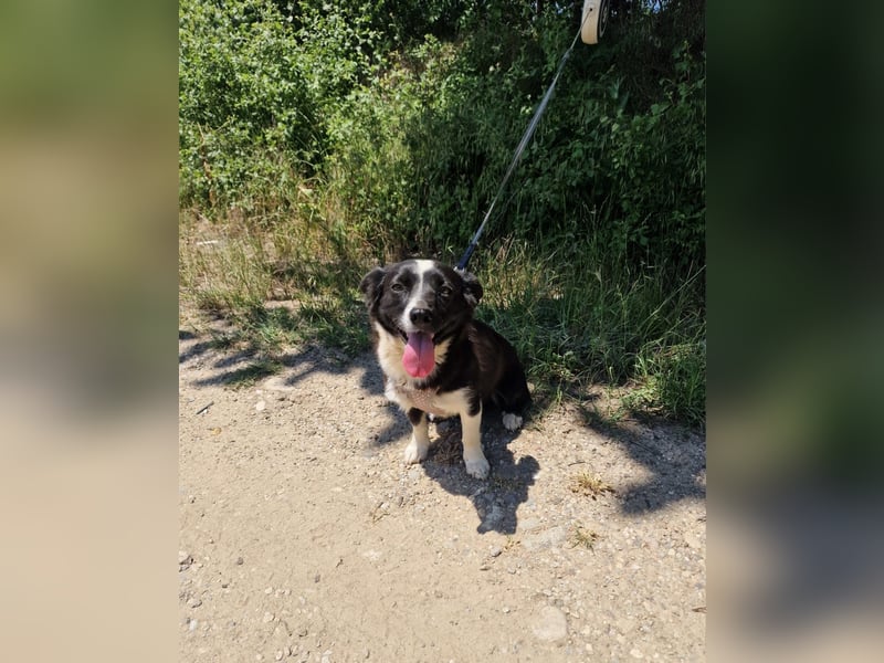 Liska sucht ein Körbchen