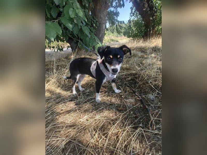 Jackie sucht ein Körbchen