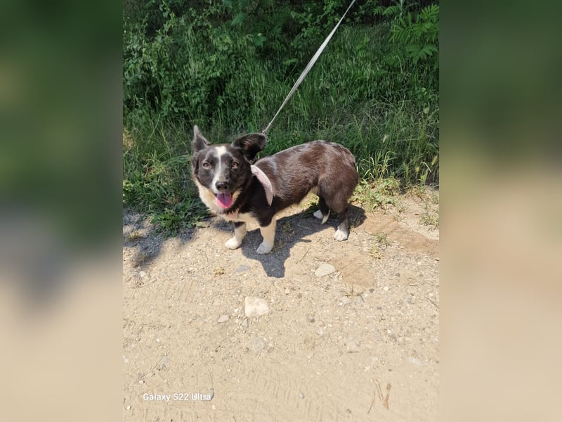 Liska sucht ein Körbchen