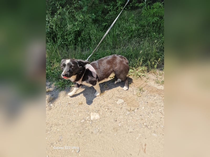 Liska sucht ein Körbchen