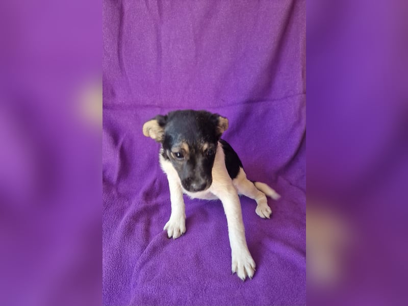 Cherry sucht ein Zuhause