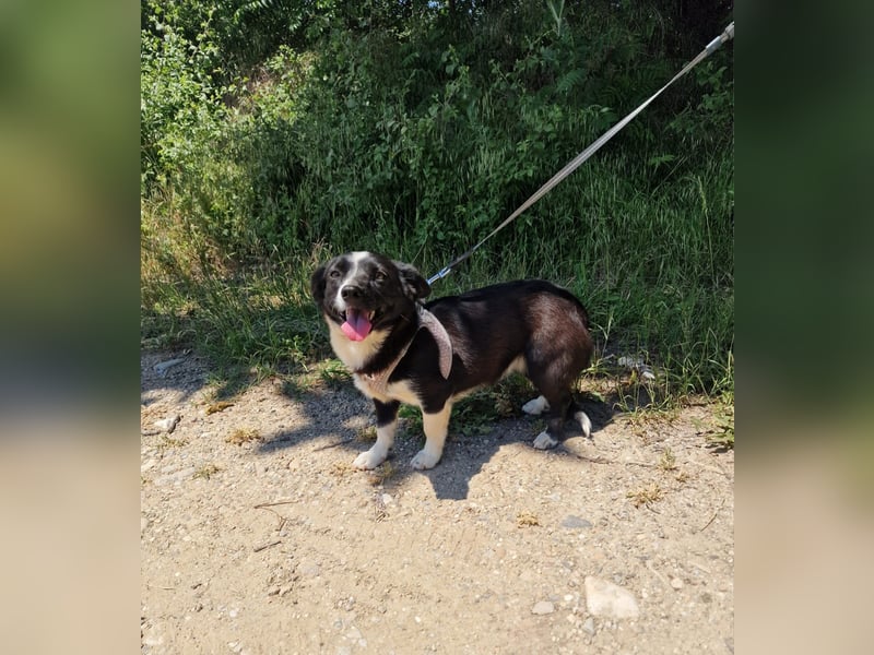 Liska sucht ein Körbchen