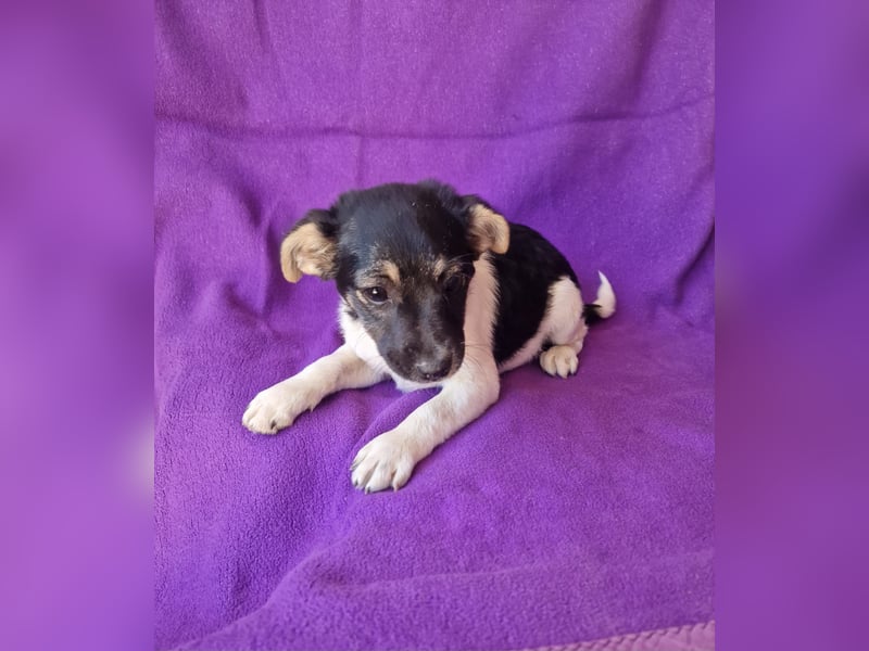 Cherry sucht ein Zuhause