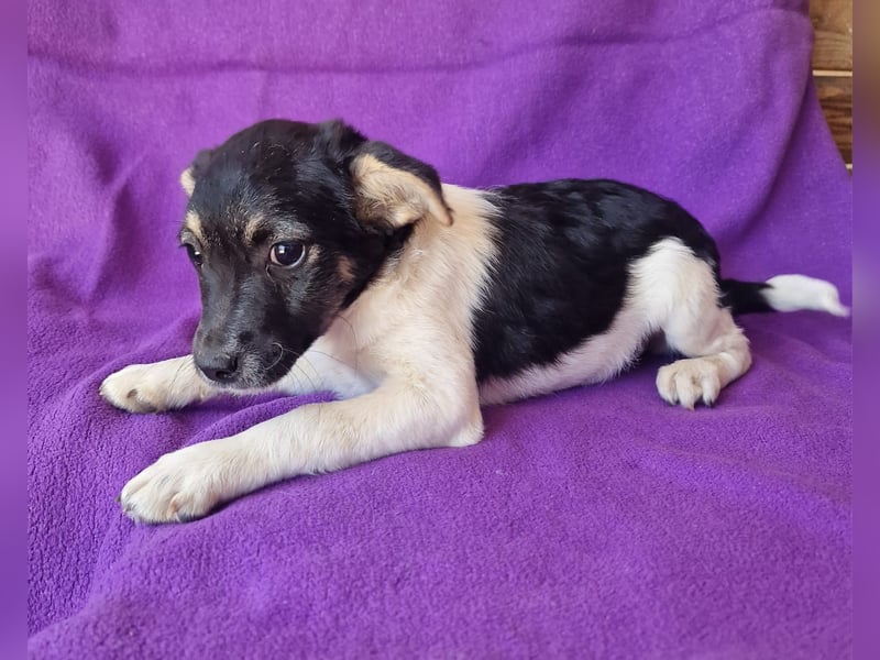 Cherry sucht ein Zuhause