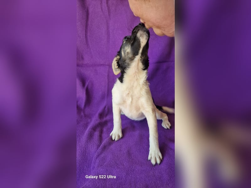 Cherry sucht ein Zuhause