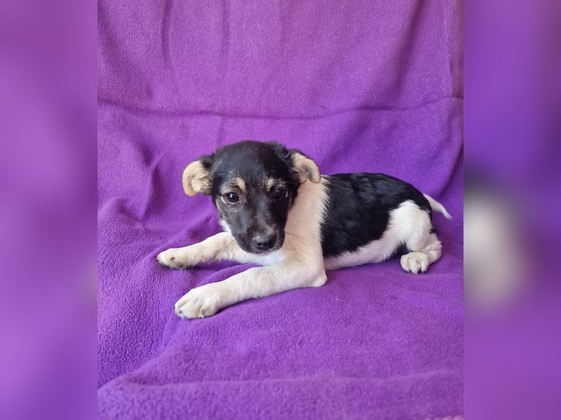 Cherry sucht ein Zuhause
