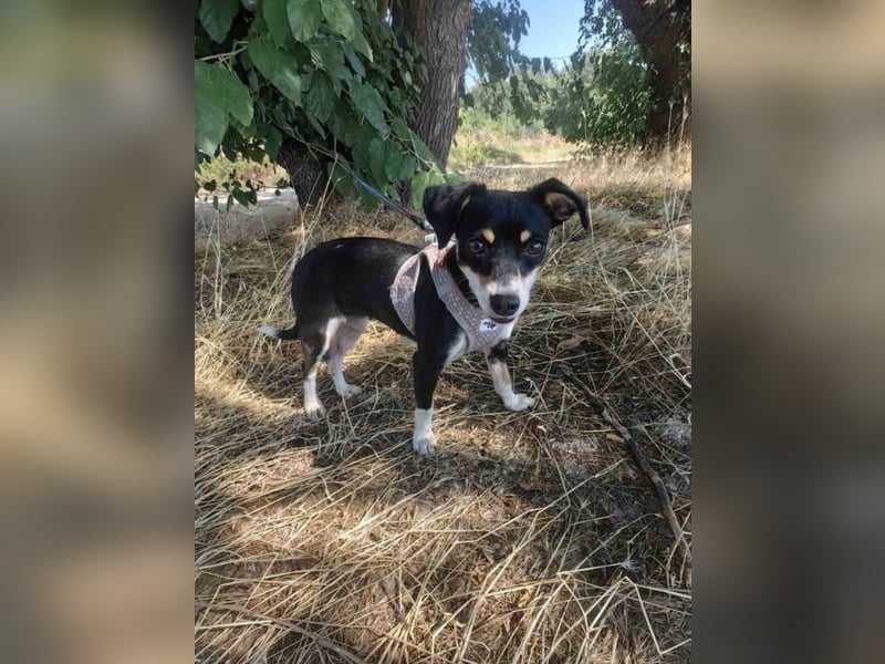 Jackie sucht ein Körbchen