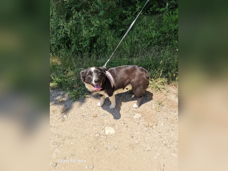 Liska sucht ein Körbchen