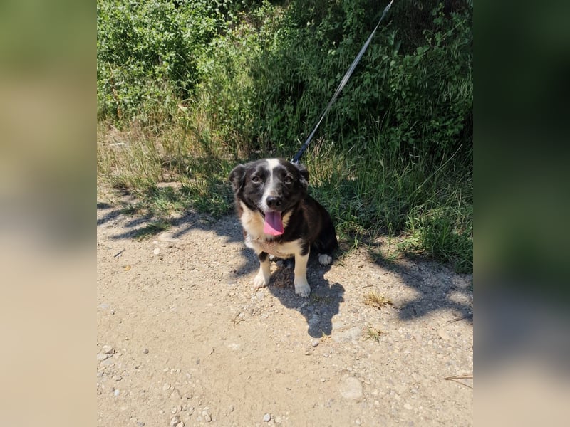 Liska sucht ein Körbchen