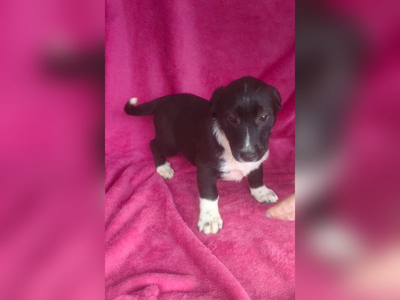 Zara ein tolles Mädchen