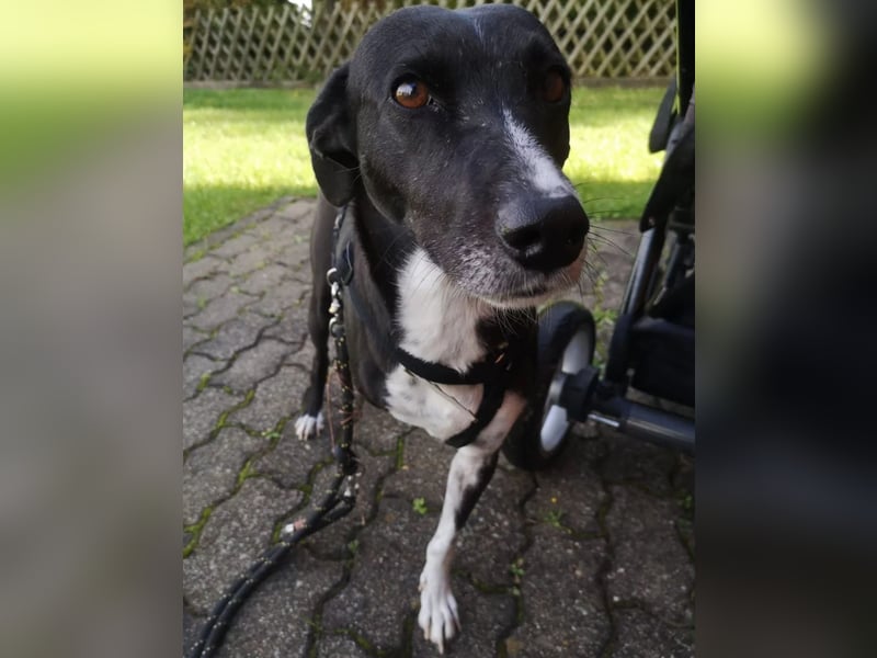 Kira – fröhlich trotz Handicap