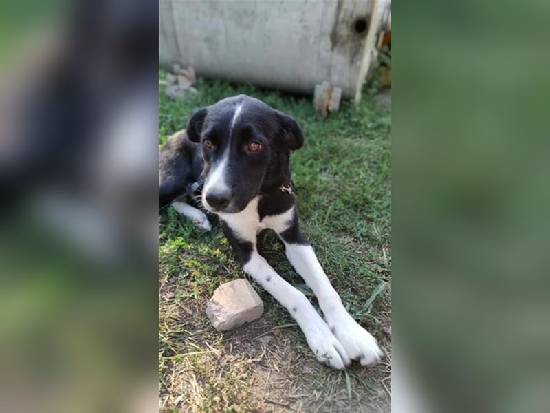 Freya - liebebedürftiger Liebling sucht Menschen mit Geduld