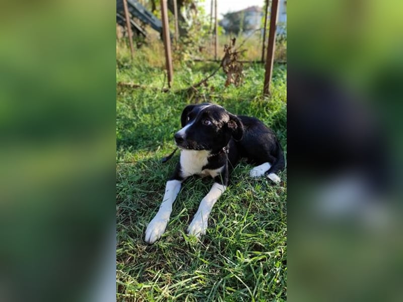 Freya - liebebedürftiger Liebling sucht Menschen mit Geduld