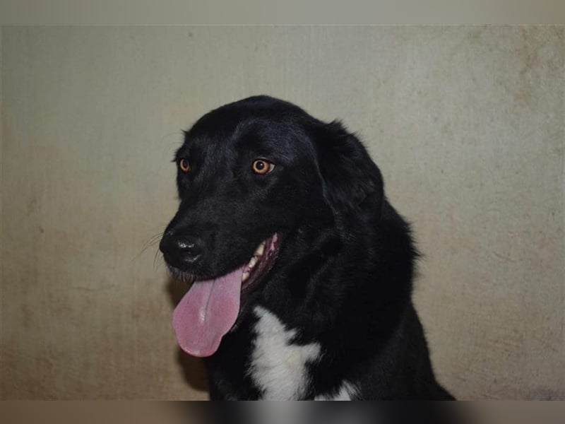 Annie, Liebe Pur sucht sie ihr Zuhause ausserhalb des Tierheims