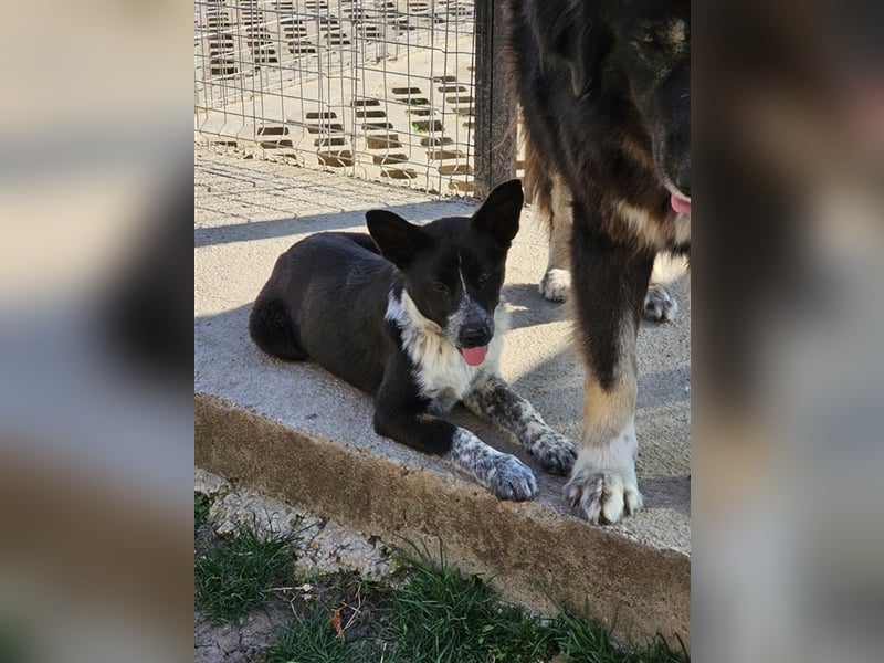 Hanne, süsse Maus wurde einfach im Karton entsorgt