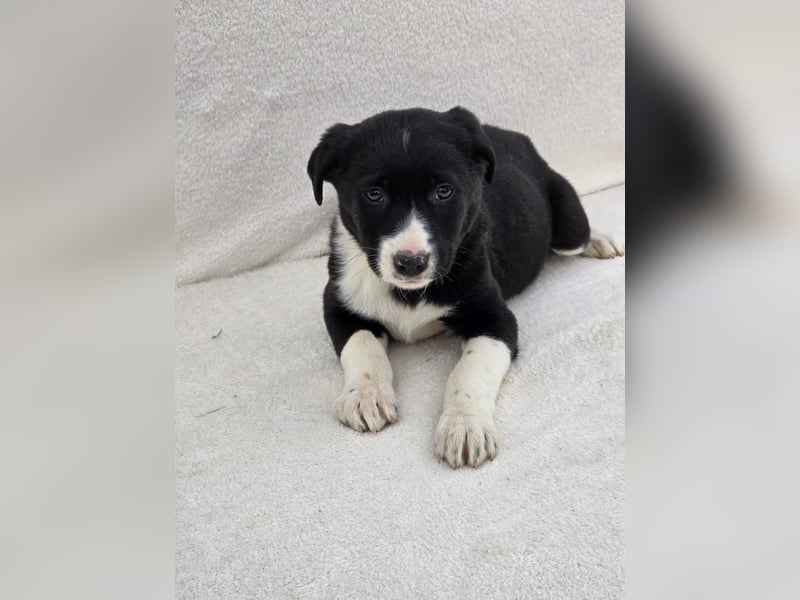 Nina, eine von 7 wundervollen Zwergen