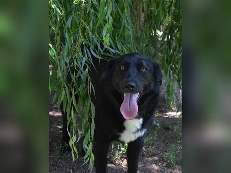 Annie, Liebe Pur sucht sie ihr Zuhause ausserhalb des Tierheims