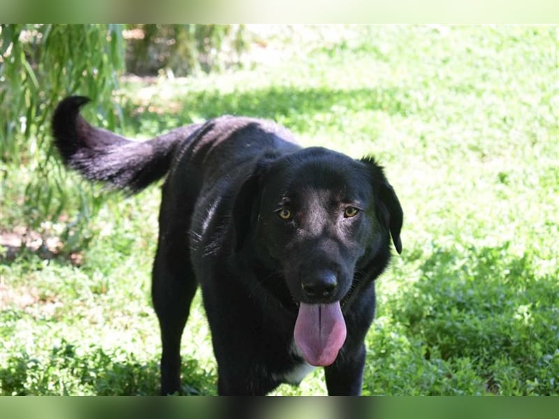 Annie, Liebe Pur sucht sie ihr Zuhause ausserhalb des Tierheims