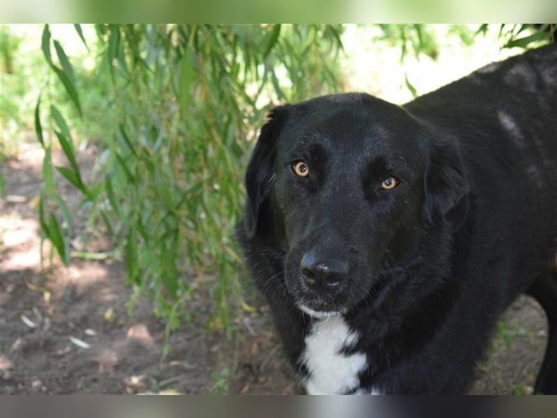 Annie, Liebe Pur sucht sie ihr Zuhause ausserhalb des Tierheims