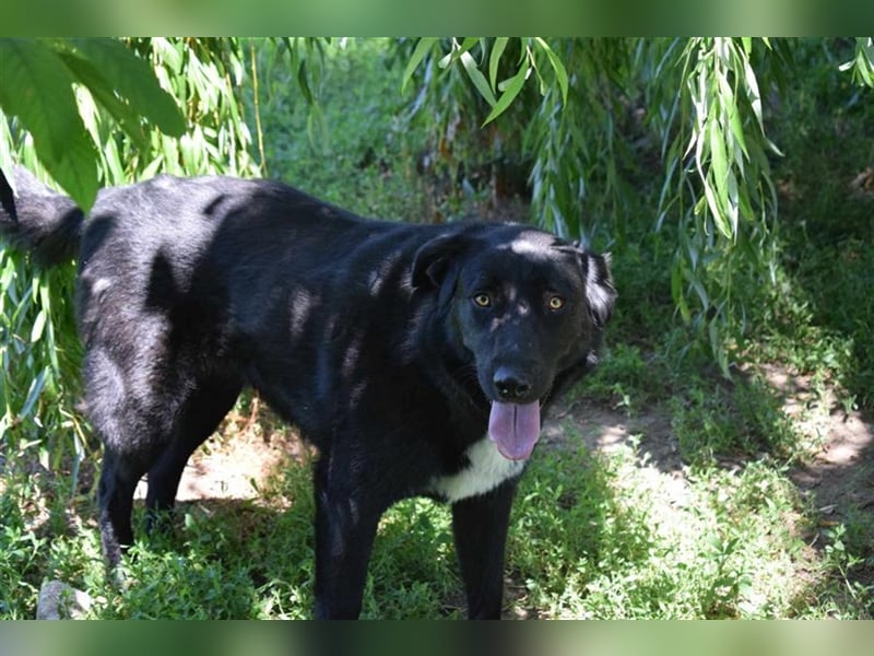 Annie, Liebe Pur sucht sie ihr Zuhause ausserhalb des Tierheims
